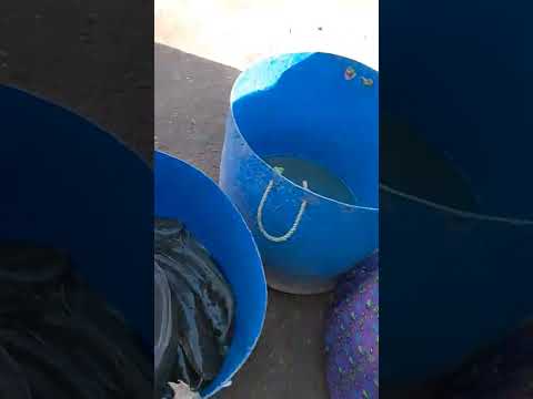 قرميط ياقرمط تعالي شوف التفاح الاصلى جميع انواع الأسماك الطازجه بسعر اليوم