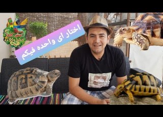 ازاى افرق و اختار المناسب بين السلاحف المصرية و السلاحف اليونانية و السلاحف السولكاتا مع رامز اسلام