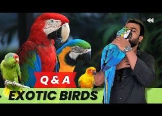 Q A Exotic Birds Ask Me Anything Bird Care Bird Health