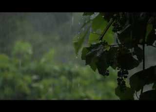  Rain Forest HD Video Clips No Copyright