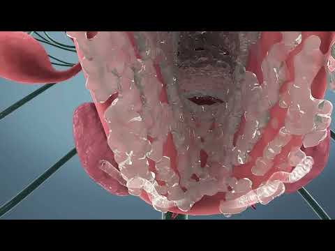 شاهد كيف يحدث القذف عند الانثي Female Ejaculation