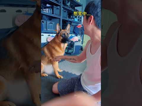 Lao Deng S Daily Deception A German Shepherd S Hidden Goodness