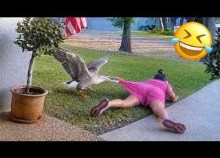  When Animals Have Other Plans Funniest Animal Videos 2026