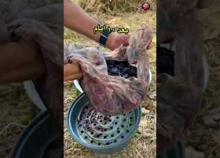  طريقة كبس الزيتون الاسود تم تصوير الفيديو على مدار ١٠ ايام في قرية الزرعة محافظة عجلون الاردن