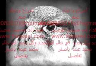 ياصقر محمد عبده Wmv