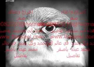 ياصقر محمد عبده Wmv