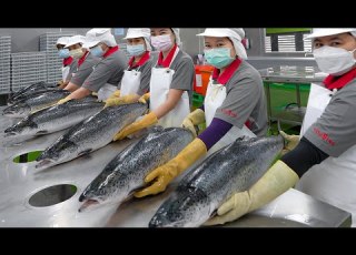  Salmon Fish Cutting Salmon Donburi Making 鮭魚加工 鮭魚丼飯 Taiwanese Food Factory