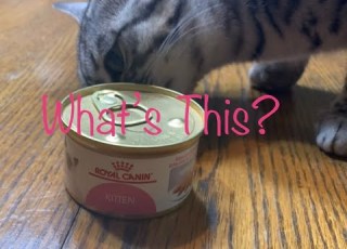  Royal Canin Kitten Cat Food Review