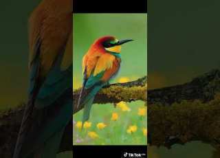 فولوا