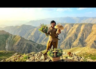  Harvesting Wild Plants From The Harsh Dena Highlands A Nomadic Journey