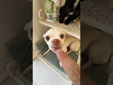 Ich Mache Kuchi Kuchi Für Meine Chihuahua