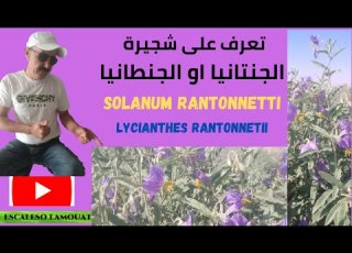  شجيرة الجنتانيا او الجنطانيا Solanum Rantonnetti