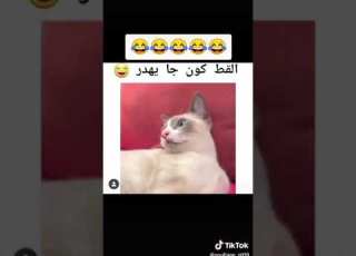  القط لوكان جا يهدر