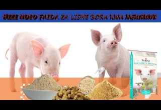 Hizi Hapa Faida Za Lishe Bora Kwa Nguruwe