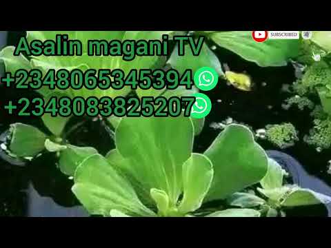 Hatsabibin Sabulu Samun Manyan Kudi Cikin Kanka Nin Lokaci