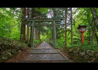  Rainy Forest Walk At Daisen Temple Tottori Japan 4K