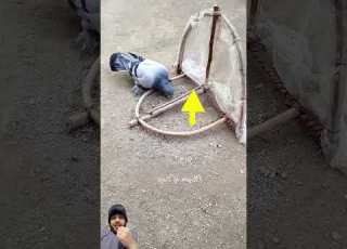 فخ لصيد الحمام