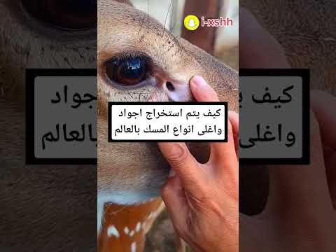 كيف يتم استخراج اجود واغلى انواع المسك بالعالم