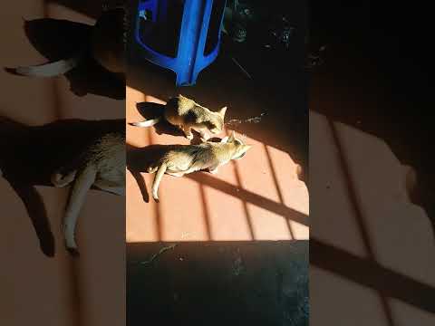 𝔹𝕚𝕝𝕝𝕚 𝕂𝕒𝕚𝕤𝕖 𝕕𝕦𝕕𝕙 ℙ𝕚 𝕣𝕒𝕙𝕚 ℍ𝕒𝕚 𝕁𝕒𝕓 𝕥𝕒𝕜 𝕚𝕤𝕜𝕠 𝕕𝕦𝕕𝕙 𝕟𝕒 𝕕𝕖 𝕕𝕠 𝕔𝕙𝕙𝕠𝕕𝕒𝕥𝕚 ℕ𝕒𝕙𝕚𝕟 ℙ𝕚𝕥𝕒