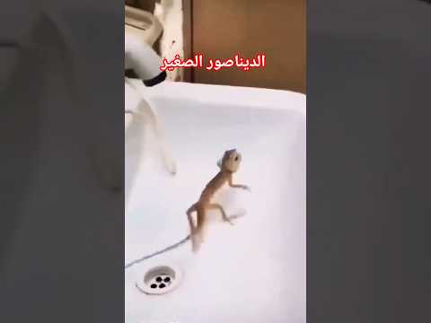 رقصة الجربوع المتوحش مخيف جدا Shorts تصميمي تيك توك شاهد Funny لايك