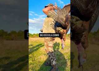 GIANT OSCEOLA TURKEY Turkey Turkeyhunting Gobbler