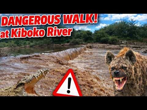 Dangerous Walk At Kiboko River Flood Aftermath Crocodiles Hyenas Activities Spotted Dangerous Walk At Kiboko River Flood Aftermath Crocodiles Hyenas Activities Spotted