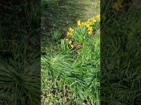 Ловите время нарциссов