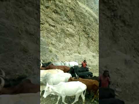 Daandiin Abomsa Fi Asakoo Jidduu Jiru