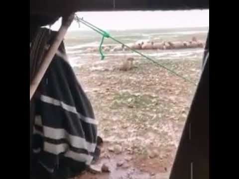 ميحد حمد عسى كل عام