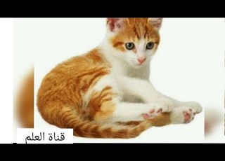 Production écrite Sur Le Chat تعبير عن القط بالفرنسية
