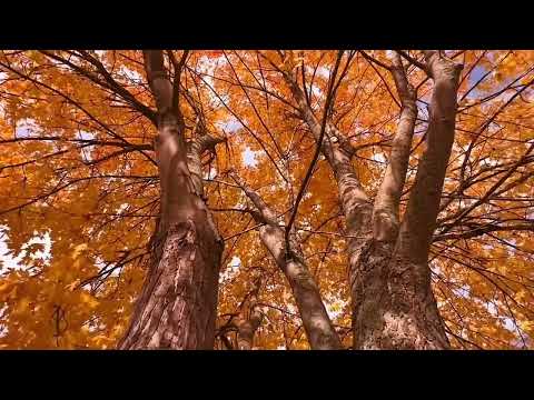 Stand Tall Like A Tree Nature Sounds For Growth Calm