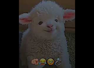 دلي كجان هاته وه دووباره