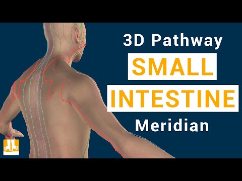 Small Intestine Meridian 3D Pathway From Point To Point Small Intestine Meridian 3D Pathway From Point To Point