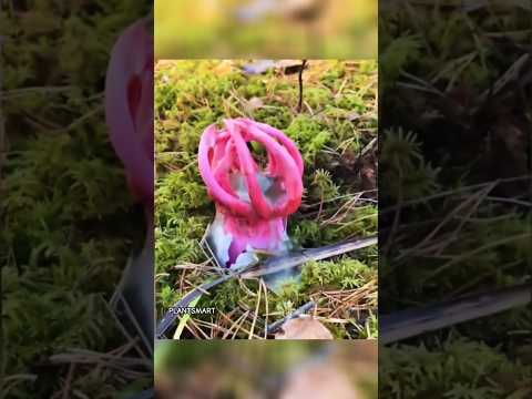 STARFISH Fungus Anemone Stinkhorn Aseroe Rubra