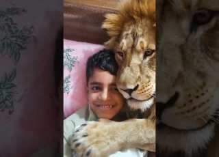  Lion With Hamza