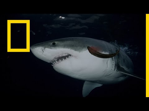 خاص القروش أسماك القرش آكلة اللحوم ناشونال جيوغرافيك أبوظبي