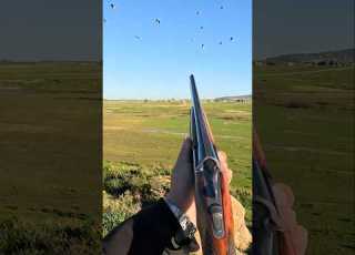  ما اسم الطائر الصيد البري Hunting Nature Animals