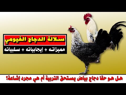 تربية الدجاج الفيومي البياض مميزاته و سلبياته و ثمنه بالدرهم المغربي