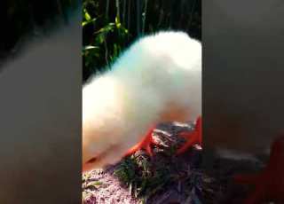 Hen Baby Cutest Sound Murgi Ke Chuje Ki Awaz Shorts