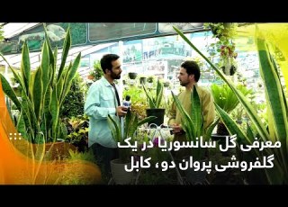 معرفی گل سانسوریا در یک گلفروشی پروان دو کابل