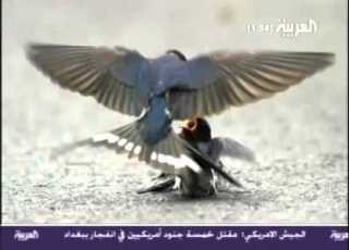  صرخة عصفور