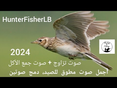 صوت المطوق للصيد دمج صوت تزاوج صوت جمع الأكل صوت الجرجس الزرعي 2024 للصيد Skylark Hunting