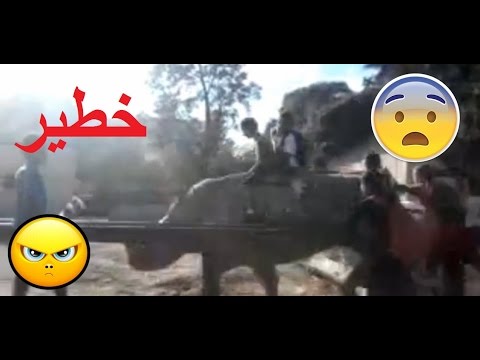 حديقة الحيوانات البلفيدير أطفال يمتطون حيوان الكركدن