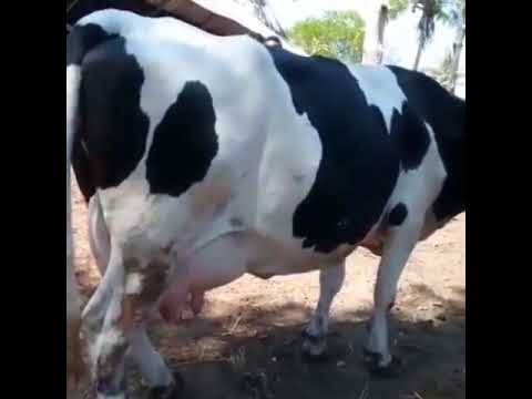 TUNAUZA NG OMBE WA MAZIWA WE ARE SELLING DAIRY CATTLE DSM TANZANIA 2