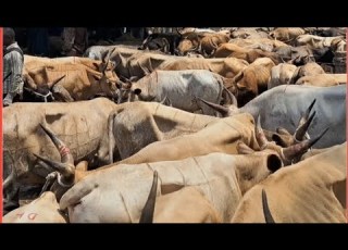 Tabaski 2026 An Immersive Look At The Kaliah Livestock Market In Marela