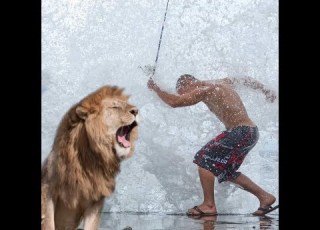 كيف تتصرف اذا هاجمك اسد