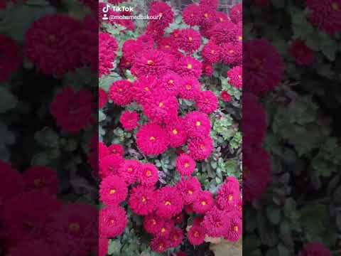 ام كلثوم هذه ليللتي بعد حين يبدل الحب دارا والعصافير تهجر الأوكار