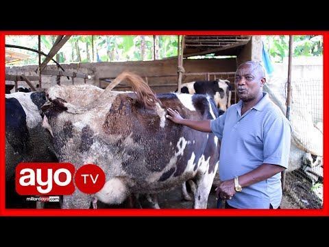 MTANZANIA MWENYE NG OMBE ANAYEUZWA MILIONI 12 NAUZIA MBWA MAZIWA