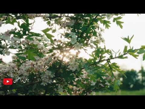 جزء عم من سورة الفجر إلى الناس القارئ حسام الدين عبادي جزء عم من سورة الفجر إلى الناس القارئ حسام الدين عبادي