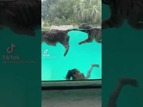 تسبح مع نمور ضحك اكسبلور ترند نمر